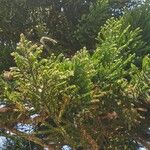 Araucaria cunninghamii Liść