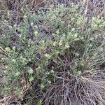 Lithodora fruticosa Habit