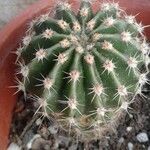 Echinopsis eyriesii Kora