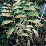 Polygonatum multiflorum Hostoa