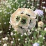 Lomelosia stellata Flower