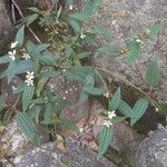 Tibouchina longifolia Φλοιός