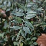 Ruscus aculeatus Leaf