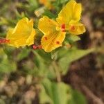 Mirabilis jalapaBlomma