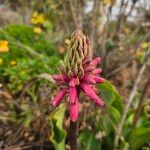 Veltheimia bracteata Flor