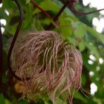 Clematis alpina Frukt