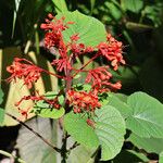 Clerodendrum buchananii عادت