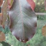 Euonymus carnosus Leaf