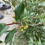Prunus fruticosa 葉