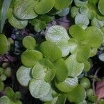 Sedum ternatum পাতা