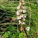 Francoa sonchifolia