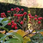 Sorbus wilsoniana Vrucht