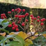 Sorbus wilsoniana