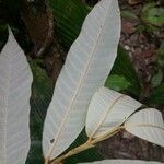 Parinari montana Leaf