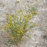 Tanacetum annuum Habit