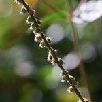 Cyathula prostrata Blüte