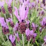 Lavandula stoechas Blüte