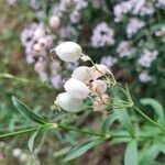 Silene vulgaris Blüte