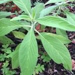 Echium strictum Leaf