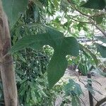 Brachychiton bidwillii Lapas