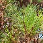 Pinus koraiensis 葉