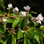 Prunus × yedoensis Λουλούδι