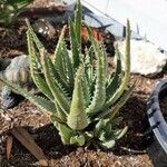 Aloe brevifolia Blatt