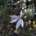 Caladenia catenata Blüte