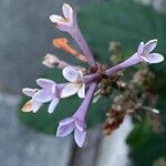 Syringa josikaea Flower