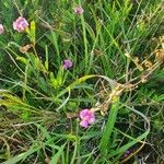 Tephrosia emeroides Flower