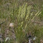 Koeleria macrantha Hábitos