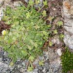 Saxifraga exarata Hábito