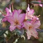 Rhododendron pubescens Flor