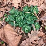 Hylotelephium anacampseros Leaf