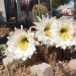Lobivia bridgesii Floare