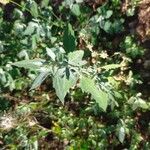 Chenopodium albumFeuille