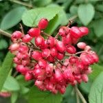 Viburnum rhytidophyllumFruto