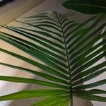 Howea forsteriana Blad