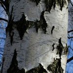 Betula populifolia Bark