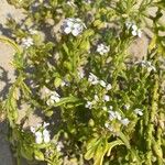 Cakile maritima 花
