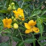 Senna septemtrionalis Λουλούδι