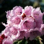 Rhododendron pudorosum Flor