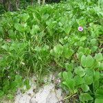 Ipomoea pes-caprae Feuille