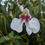 Impatiens tinctoria Цвят