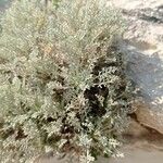 Artemisia caerulescens ᱥᱟᱠᱟᱢ