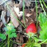 Fragaria x ananassa Fruchs