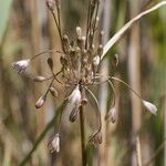 Allium savii Fruto