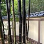 Bambusa lako چھال