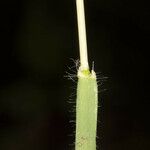 Aegilops geniculata Hoja
