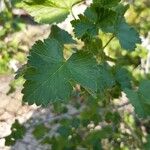 Ribes uva-crispa List